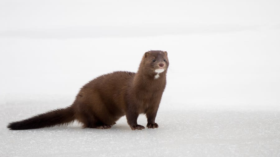 A cute but fierce little mink on a frozen river in the boreal forest near Waskesiu Lake, Saskatchewan, in Prince Albert National Park.