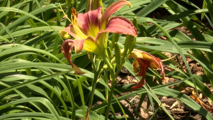 The Daylily Festival will take place on Saturday, June 1. (Olivia Yepez)