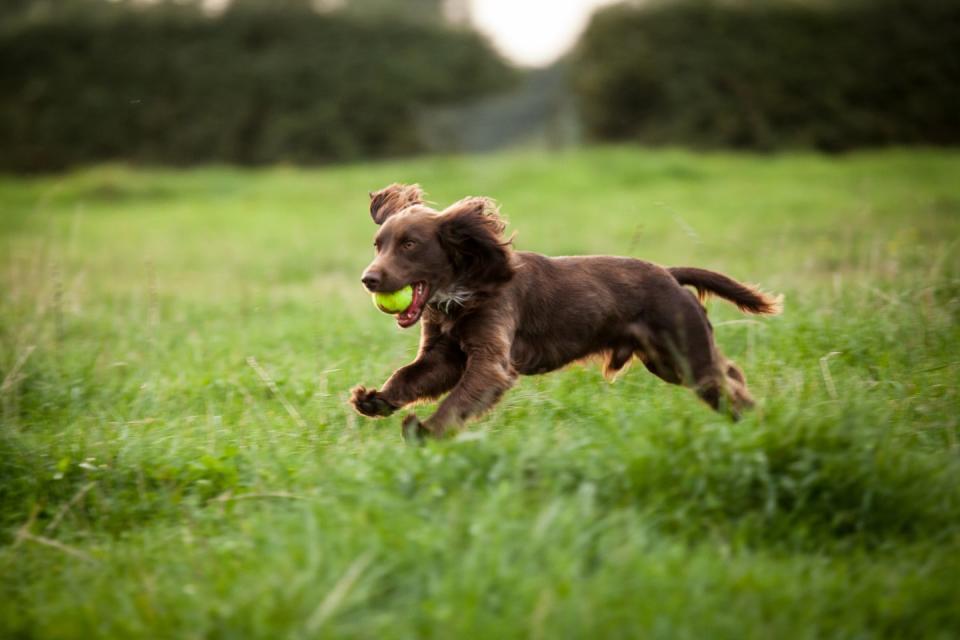 Boykin Spaniel