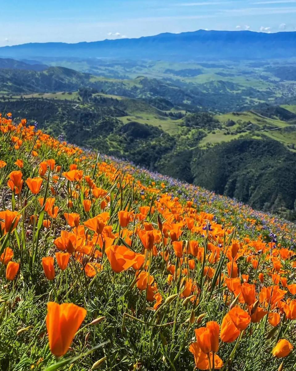 A super bloom covers Grass Mountain, one of several locations in Santa Barbara County to view spring wildflowers, in April 2023.