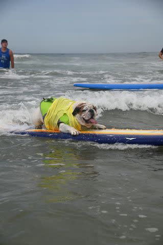 <p>Helen Woodward Animal Center</p> Best-in-Surf third place winner Guinness rides the waves.