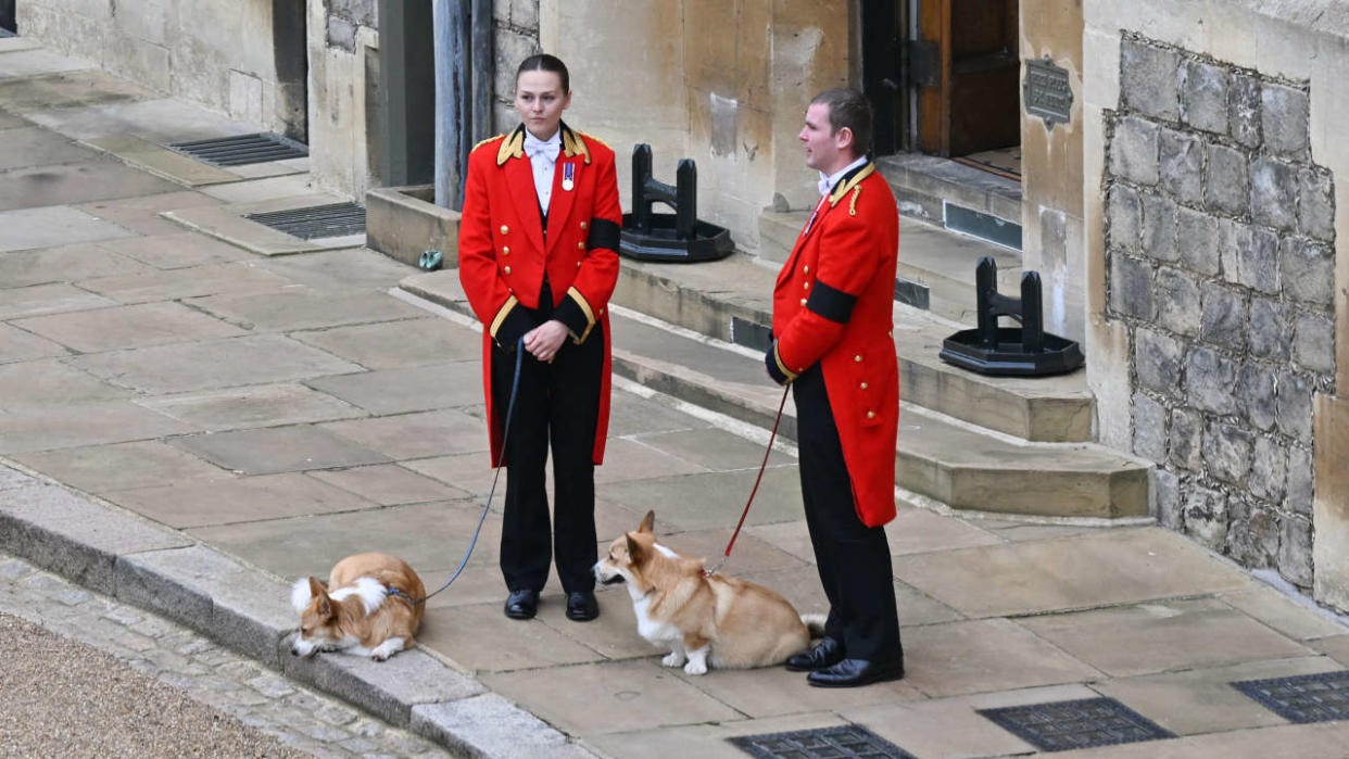 The Queen's corgis, Muick and Sandy are walked inside Windsor Castle on September 19, 2022, ahead of the Committal Service for Britain's Queen Elizabeth II. (Photo by Glyn KIRK / POOL / AFP)