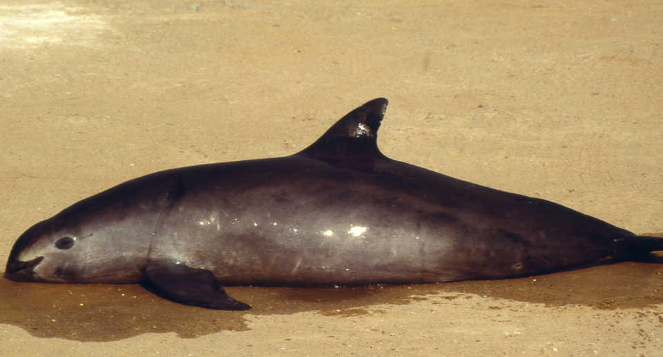 A dead vaquita on the sand.