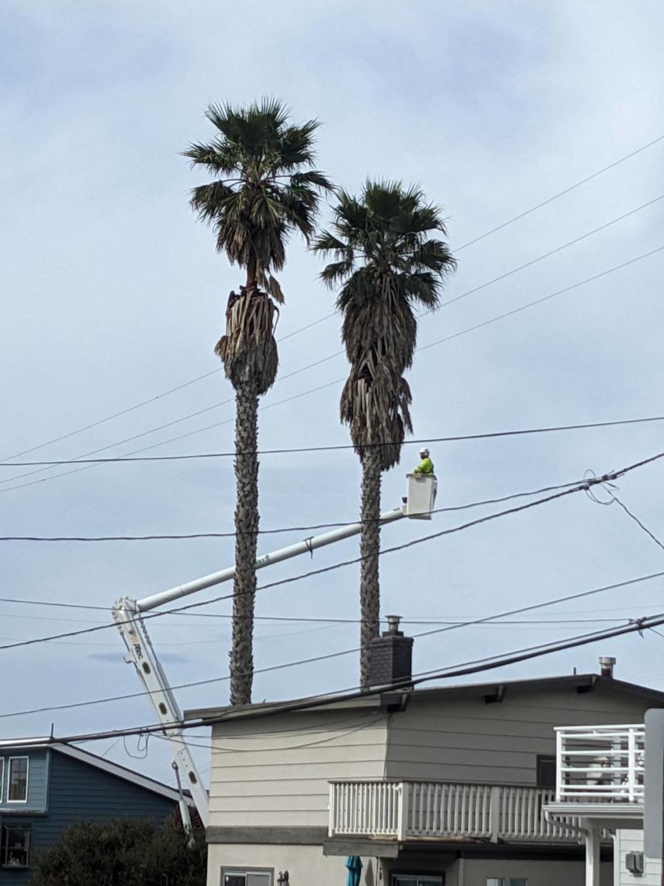 A PG&E contractor trimmed two palm trees on Yerba Buena Street in Morro Bay on Feb. 26, 2024, displacing a pair of kestrels and great horned owls.