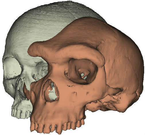 The Kabwe skull (University of York)