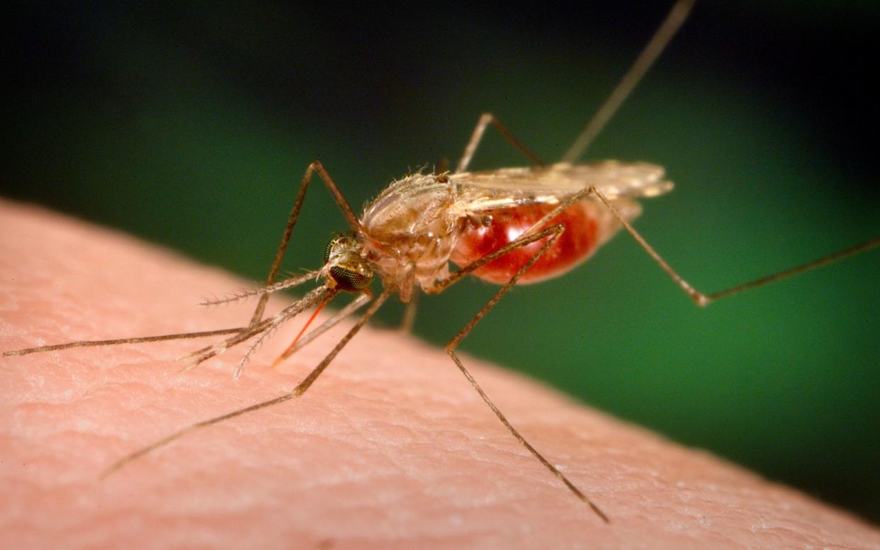 Malaria is caused by tiny but deadly parasites which are transmitted between humans by mosquitoes.  - AP