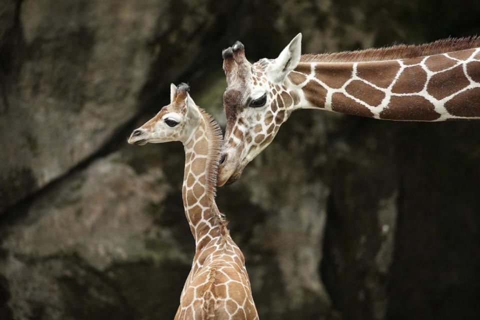 The scientist's wife and son were attacked by a giraffe which was thought to have been protecting its calf (AP)