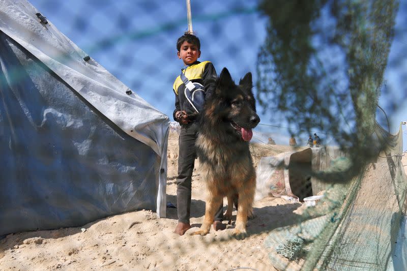 Gaza teenager struggles to look after his dogs in at a displacement camp in Rafah