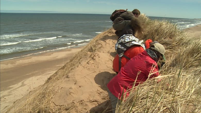 Marram grass planted to preserve beach's sand dunes