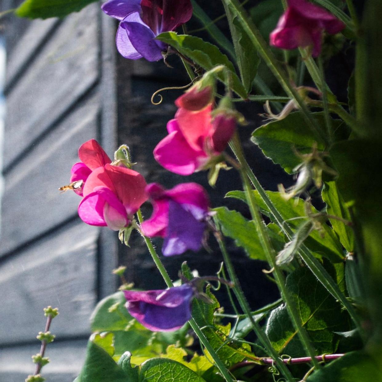 Sweet peas