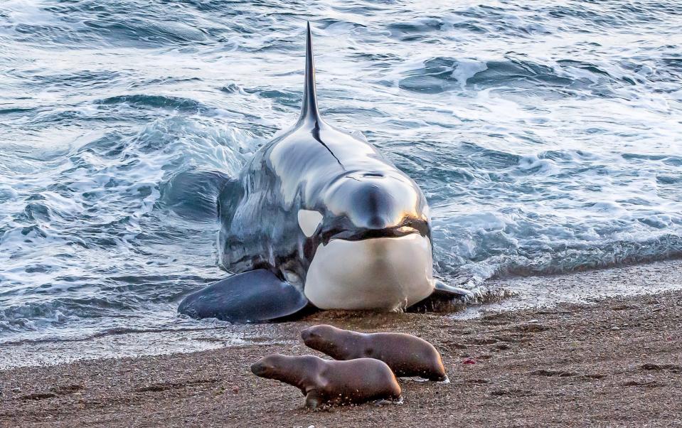Photographer John Rollins has visited the site five times to capture the killer whales in action