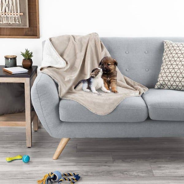 pets on the blanket in tan on a couch