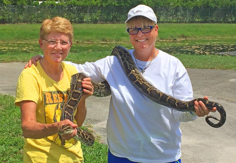 The FWC holds an annual Python Challenge. This photo was taken during the 2020 challenge. The challenge is a 10-day event that awards money and prizes to competitors who catch and kill the most Burmese pythons. This year's challenge is Aug. 9-18.