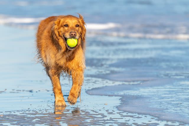 <p>Getty Images/<a href="https://www.gettyimages.com/search/photographer?photographer=Teresa%20Kopec" data-component="link" data-source="inlineLink" data-type="externalLink" data-ordinal="1">Teresa Kopec</a></p>