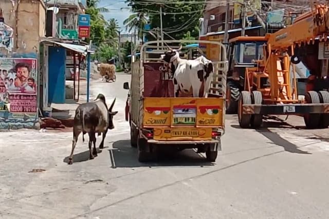 Bull chases caravan carrying cow mate, and both reunite in heartwarming moment in India