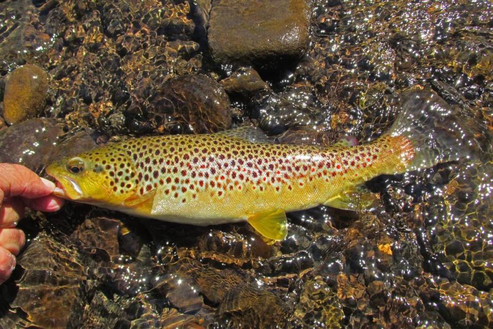 Under the new proposal, wild brown trout could not be harvested.
