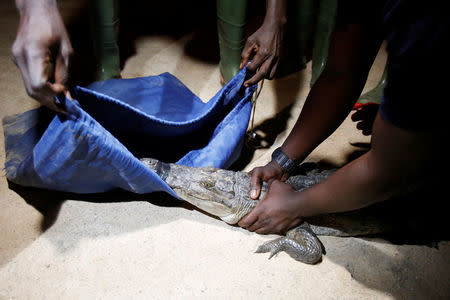 A crocodile that was captured from a lagoon is pictured during a government-backed training program teaching how to humanely capture and relocate crocodiles in Abidjan, Ivory Coast on July 12, 2017. REUTERS/Thierry Gouegnon