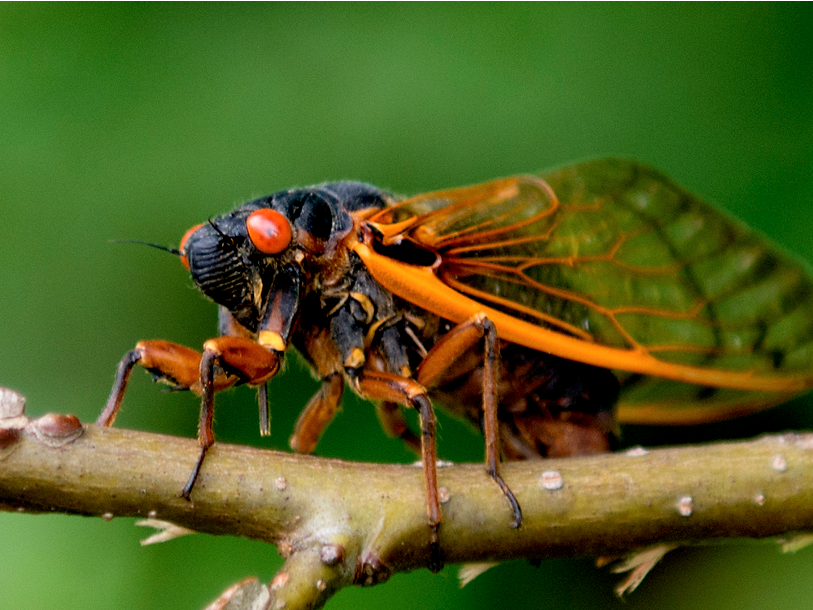 cicada