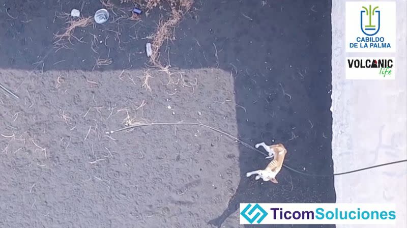 Dogs stranded on ash-covered earth surrounded by volcanic lava in Todoque area