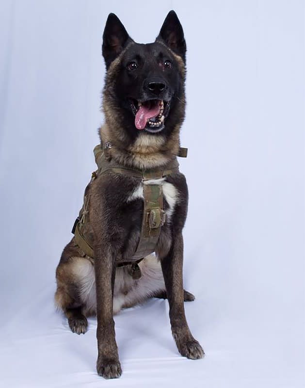 Unidentified military working dog injured in Syria raid is seen in photo released by White House