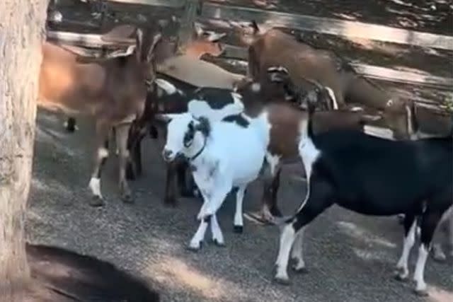 <p>Alyssawerner2/TMX</p> Goats seen at Cedar Point