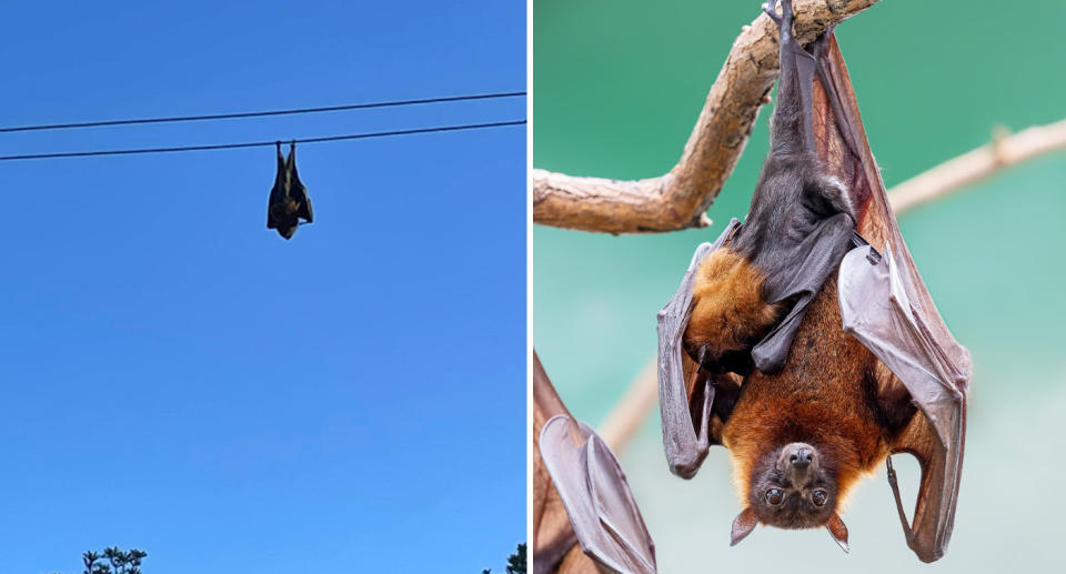 50/50 picture of bat pup with its mum hanging upside down on a power line and branch.