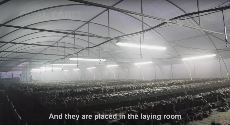 This video offers a detailed overview of what it's like to be a snail on a snail farm in Europe.