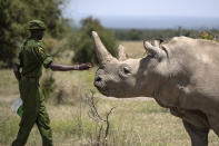 FILE - In this Friday, Aug. 23, 2019 file photo, a ranger reaches out towards female northern white rhino Najin, 30, one of the last two northern white rhinos on the planet, in her enclosure at Ol Pejeta Conservancy, Kenya. Groundbreaking work to keep alive the nearly extinct northern white rhino - population, two - by in-vitro fertilization has been hampered by travel restrictions caused by the new coronavirus. (AP Photo/Ben Curtis, File)