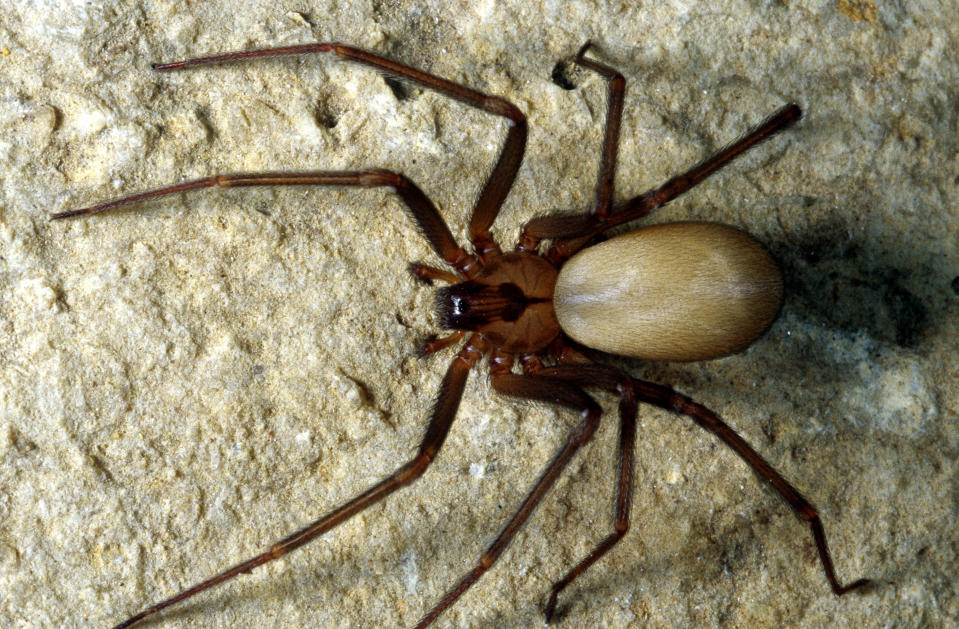 Brown recluse spiders are common household pests in some states. (Photo: Getty Images)