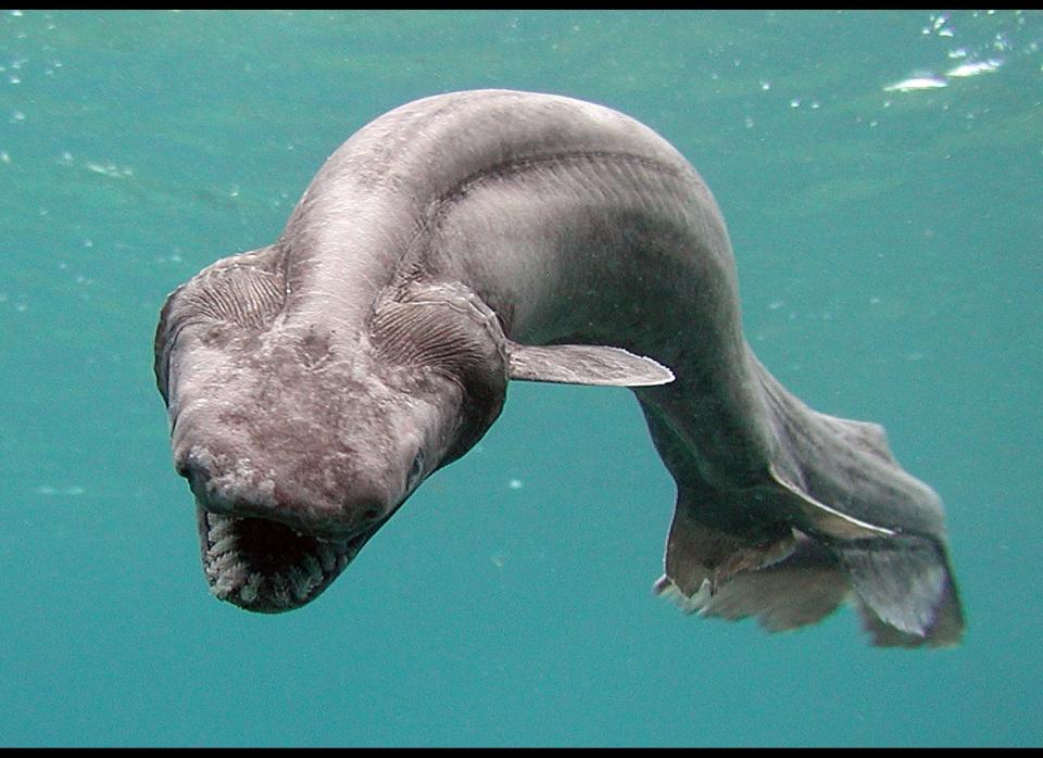 In this handout picture released by Awashima Marine Park, a 1.6 meter long Frill shark swims in a tank after being found by a fisherman at a bay in Numazu, on January 21, 2007 in Numazu, Japan. The frill shark, also known as a Frilled shark usually lives in waters of a depth of 600 meters and so it is very rare that this shark is found alive at sea-level. Its body shape and the number of gill are similar to fossils of sharks which lived 350,000,000 years ago. (Photo by Awashima Marine Park/Getty Images)