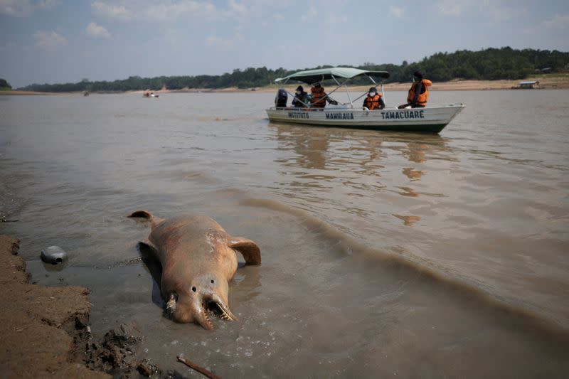 Death of dolphins in Amazon linked to severe drought and heat