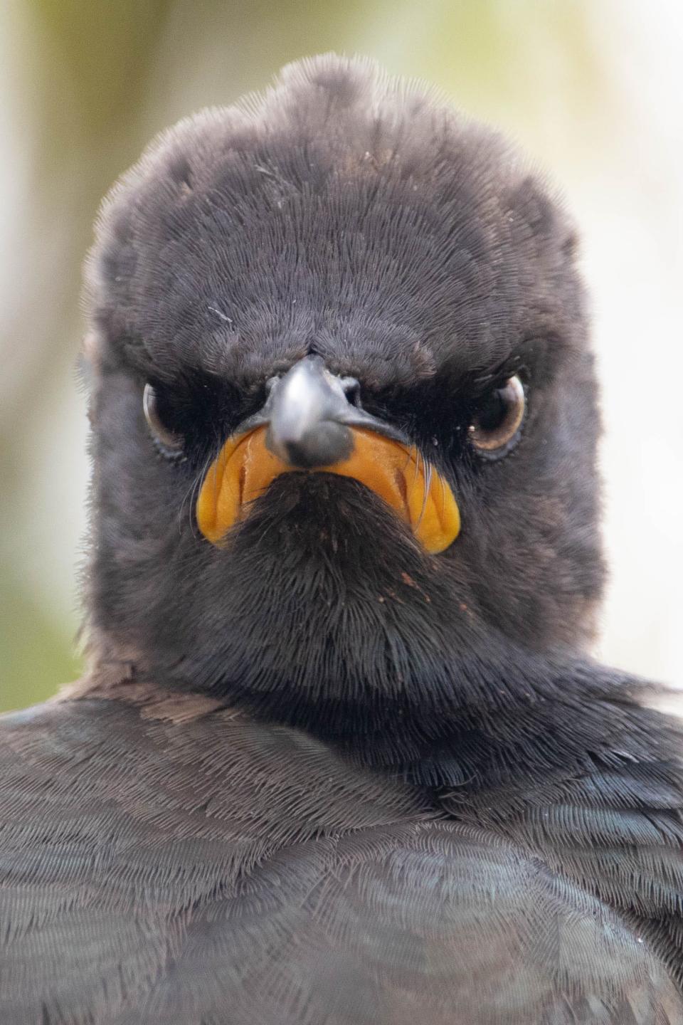 A grumpy-looking pied starling bird.
