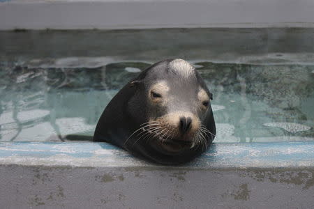 California sea lion Blarney McCresty, that was treated for domoic acid toxicity, is seen during his rehabilitation at the Marine Mammal Center in Sausalito, California in this handout released to Reuters on December 14, 2015 courtesy of The Marine Mammal Center. REUTERS/The Marine Mammal Center/Handout via Reuters