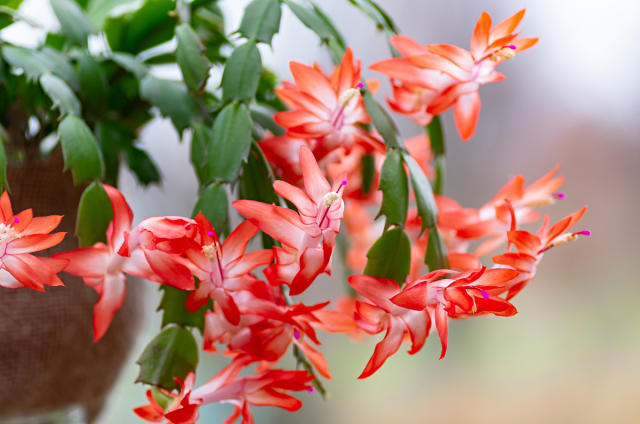 Cactus de Noël : cet ingrédient magique (il est sûrement dans votre  cuisine) va le faire fleurir pile avant le 25 décembre