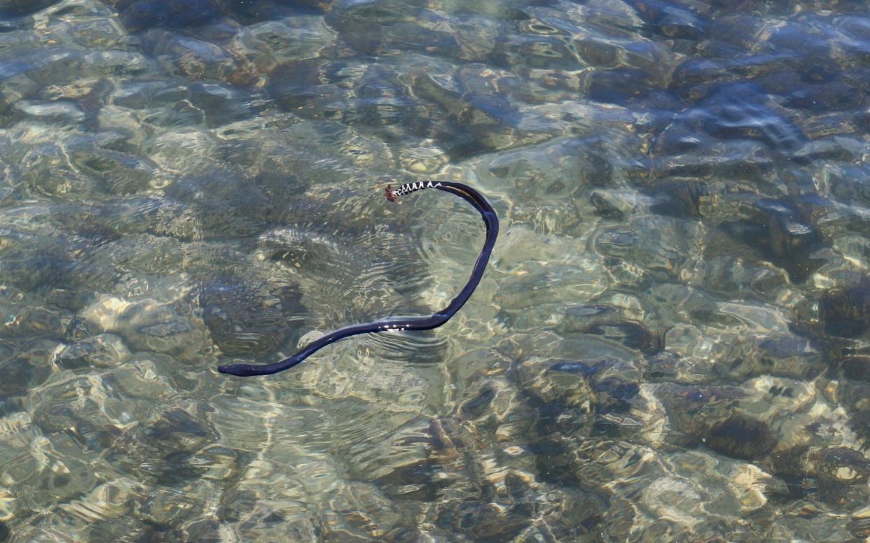 A Yellow-bellied Sea Snake - Quentin Jones