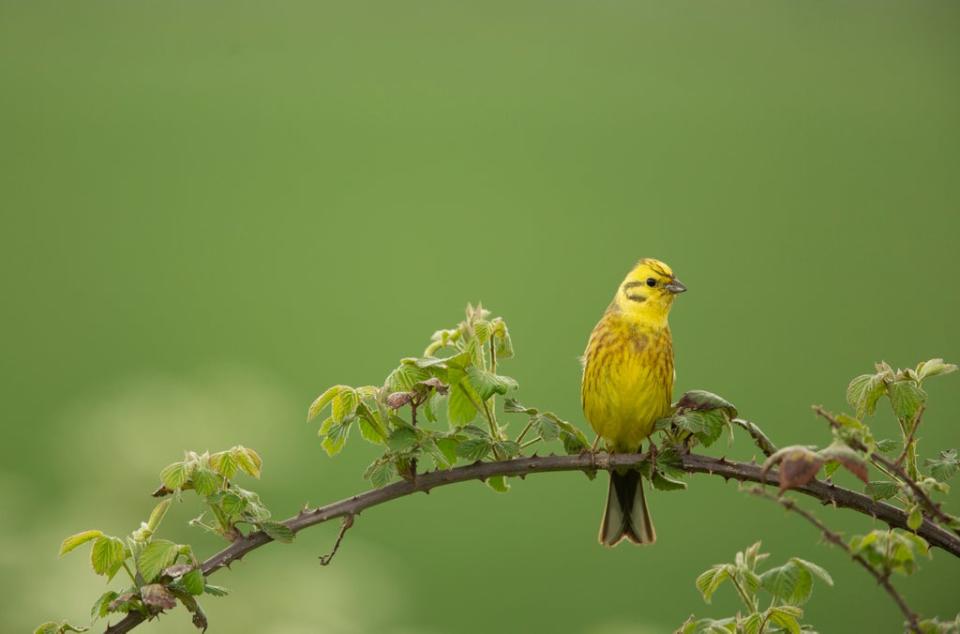 Yellowhammers are among the birds which are reliant on hedgerows (Ben Andrew/RSPB/PA)