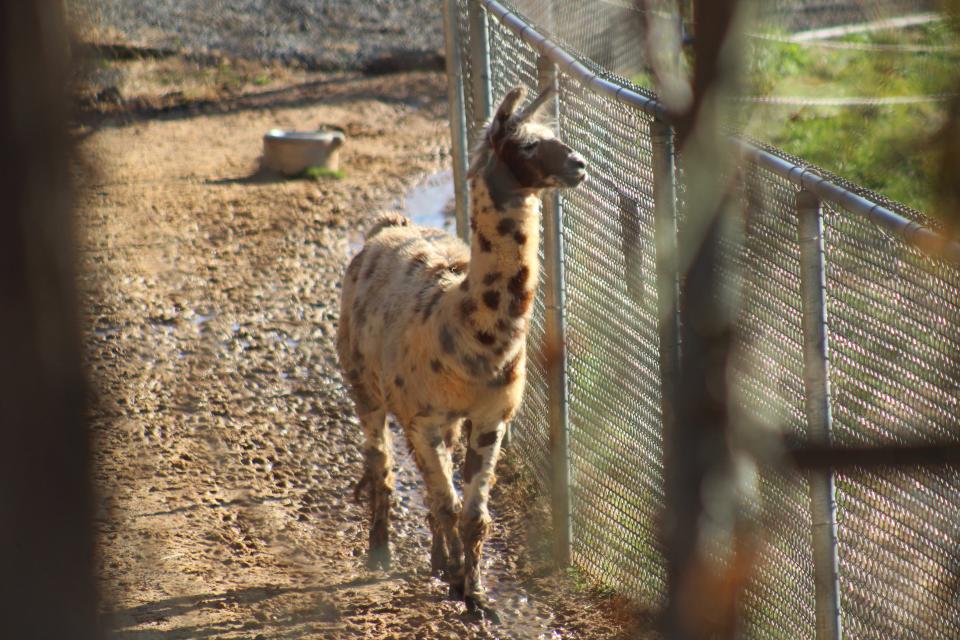 A llama paced back and forth along this fence for several minutes as The News Leader stopped by the zoo on Dec. 11.