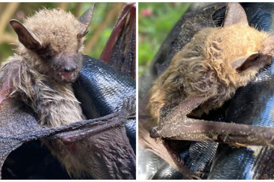 Migra a Tijuana el myotis californicus una especie murciélago 