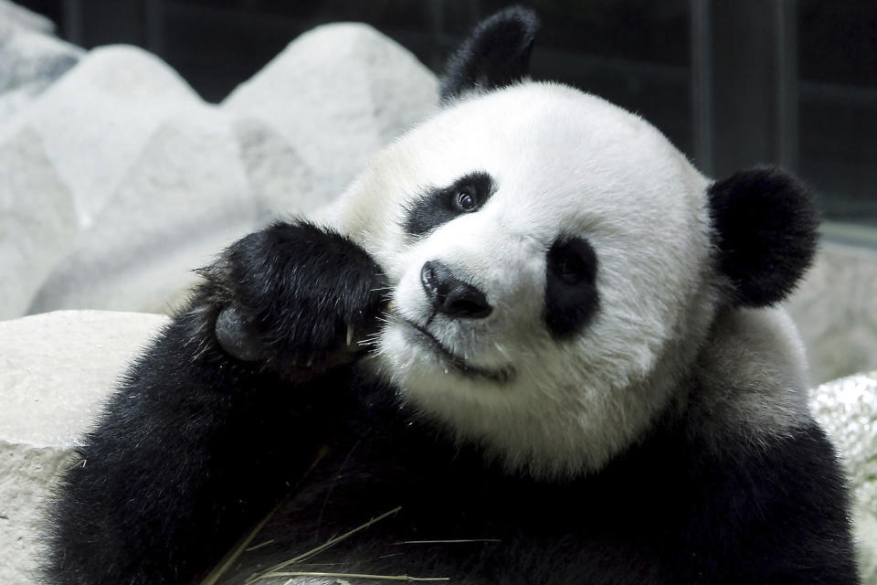 FILE – Lin Hui, a female Panda on a 10-year loan from China is seen eating bamboo at the Chiang Mai Zoo in Chiang Mai province, northern Thailand, on Sept. 23, 2005. Lin Hui, the giant panda, died Wednesday, April 19, 2023, six months before she was due to return home, officials from the Chiang Mai Zoo said. (AP Photo/Apichart Weerawong, File)