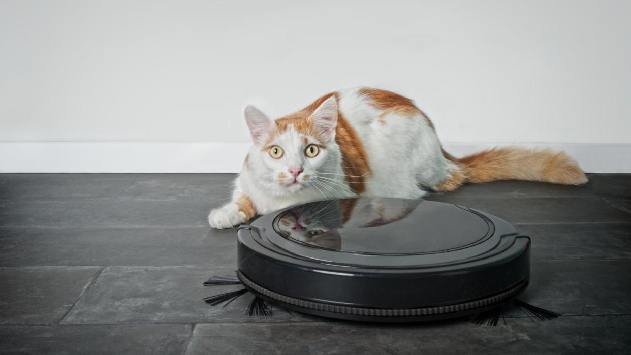 Cat looking curious behind a robot vacuum cleaner