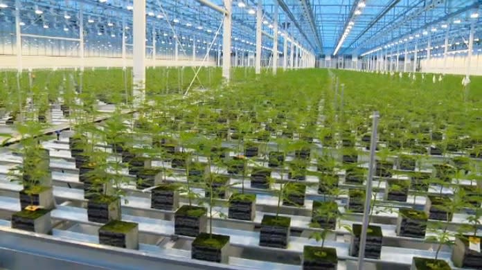 An interior shot of Aurora Cannabis near the Edmonton International Airport. (Provided)