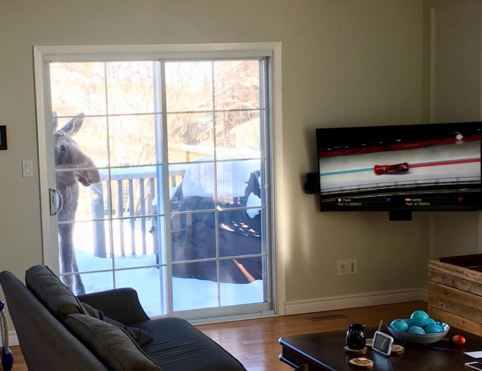 A moose watches the Olympics. (Via @MattJ777)