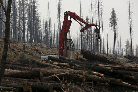 An active logging site is pictured among burned trees from last year's Rim fire near Groveland, California July 30, 2014. REUTERS/Robert Galbraith