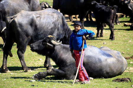 A boy stands near buffaloes that belong to displaced Iraqi farmers from Badush, northwest of Mosul, who fled their village and later returned to retrieve them as the battle against Islamic State's fighters continues in Mosul, Iraq, March 25, 2017. REUTERS/Youssef Boudlal