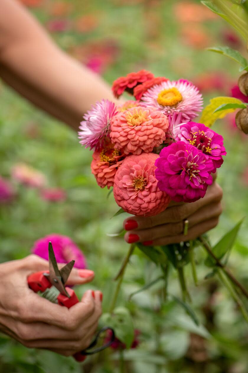 A hand holds a bouquet of pink flowers
