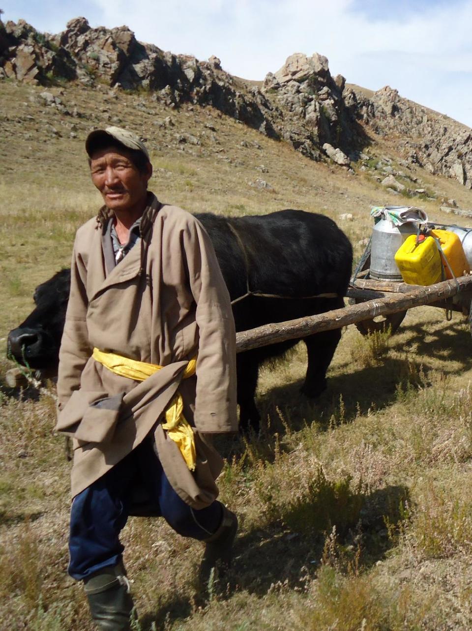 In this Sept. 11, 2011 photo, a nomad living on the shore of Terkhiin Tsagaan Nuur, also known as White Lake, in central Mongolia leads a yak cart stocked with a supply of fresh water collected from a nearby stream. The pastoral lifestyle is still an integral part of Mongolian identity _ as much as 30 percent of the nation’s 3.1 million people are considered nomadic _ and its simplicity can be a revelation for the Western visitor. (AP Photo/Louise Chu)