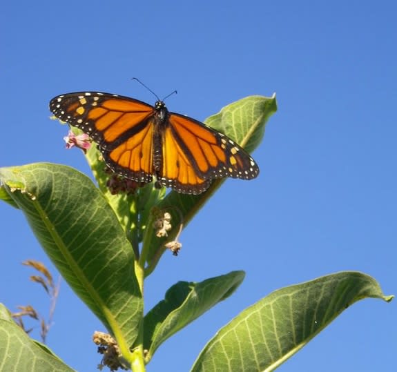 Monarch butterflies may take as many as five generations to make it from Mexico to southern Canada and back again.