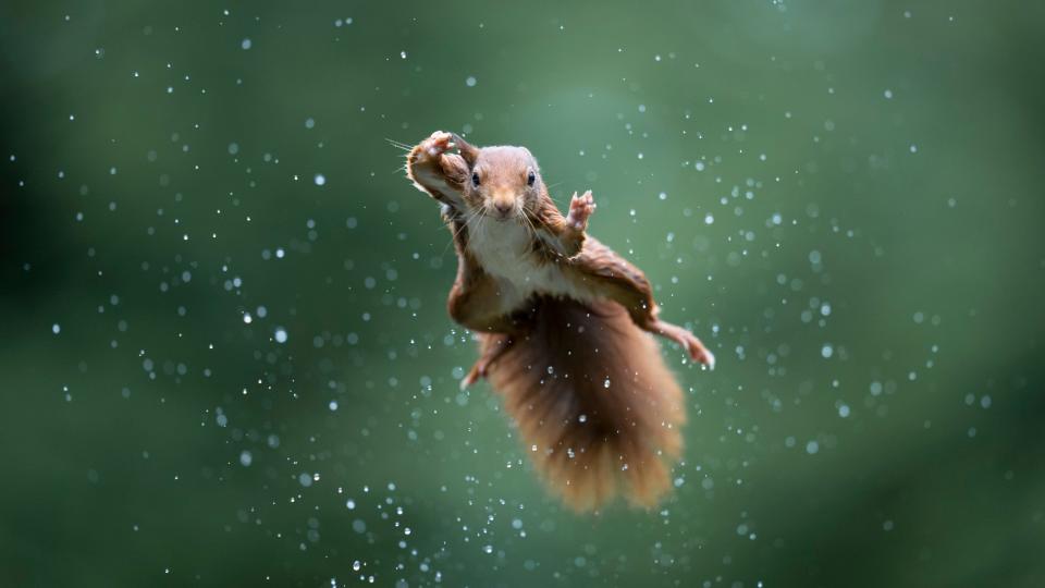 A red squirrel jumping