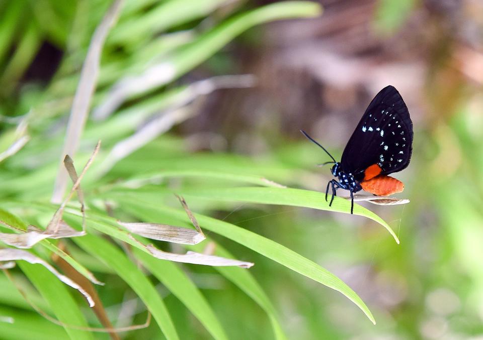 Florida-Friendly Landscape practices can draw wildlife such as atala butterflies to your yard.