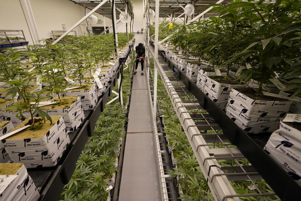 A worker walks down aisles of juvenile cannabis plants at the Greenleaf Medical Cannabis facility in Richmond, Va., Thursday, June 17, 2021. The date for legalizing marijuana possession is drawing near in Virginia, and advocacy groups have been flooded with calls from people trying to understand exactly what becomes legal in July. (AP Photo/Steve Helber)